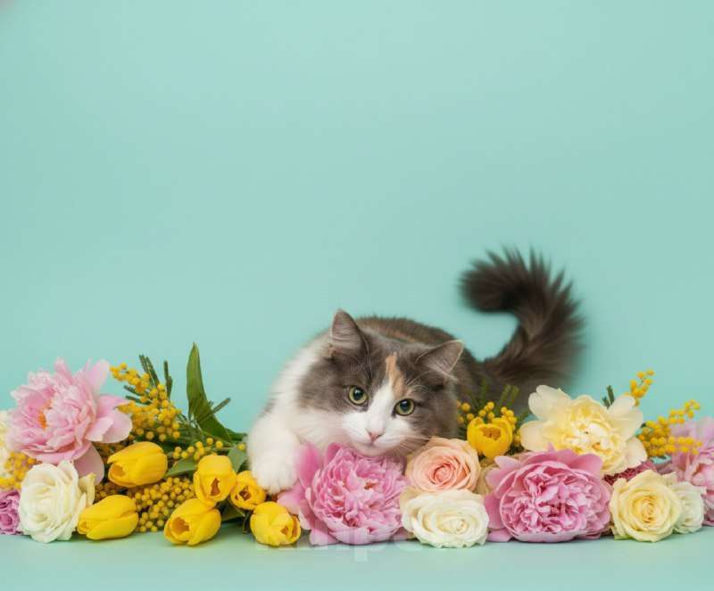 Кошки в Москве: Трехцветная пушистая кошка Филадельфия в дар Девочка, Бесплатно - фото 2