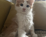 Кошки в Краснодаре: Бело- рыжий котик Мальчик, Бесплатно - фото 5