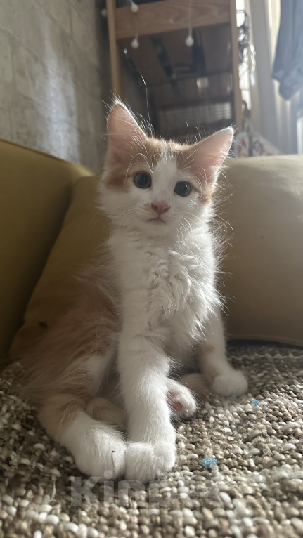 Кошки в Краснодаре: Бело- рыжий котик Мальчик, Бесплатно - фото 5