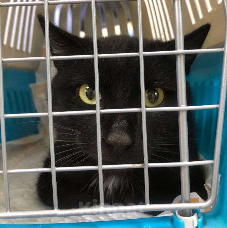 Кошки в Москве: Ласковый черный котик срочно ищет дом!  Мальчик, Бесплатно - фото 3