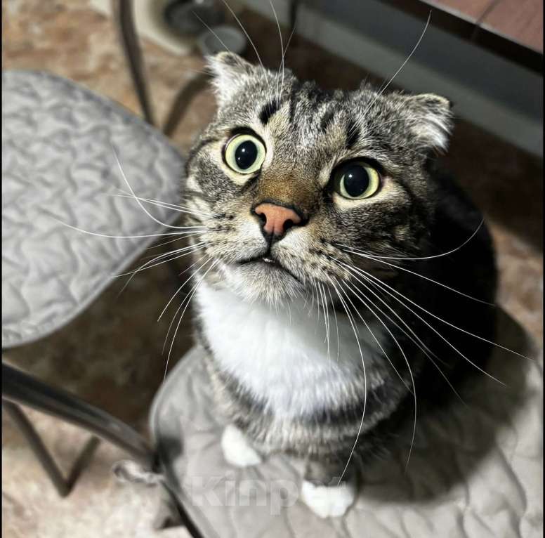 Кошки в Красноярске: Самый чудесный кот в очень добрые руки Мальчик, Бесплатно - фото 5