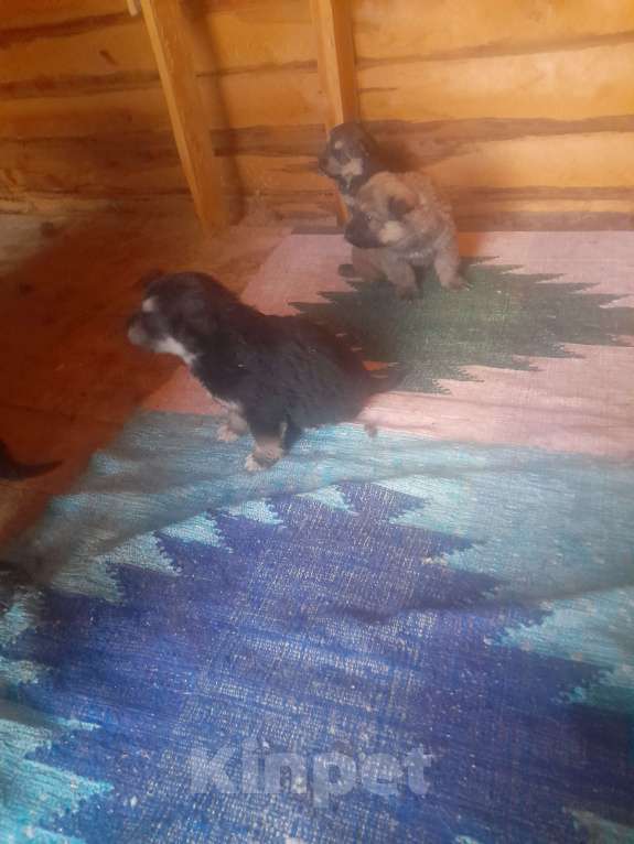 Собаки в других городах Свердловской области: Собаки в добрые руки  Девочка, Бесплатно - фото 2