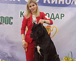Собаки в Краснодаре: Кане-корсо вязка Мальчик, 25 000 руб. - фото 1