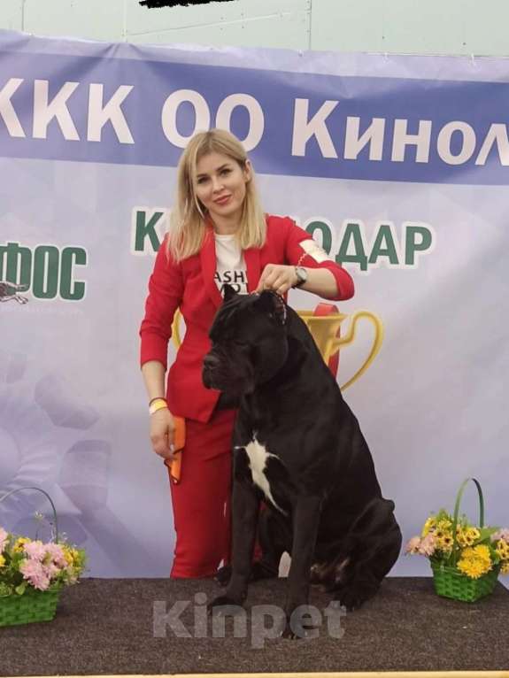 Собаки в Краснодаре: Кане-корсо вязка Мальчик, 25 000 руб. - фото 1