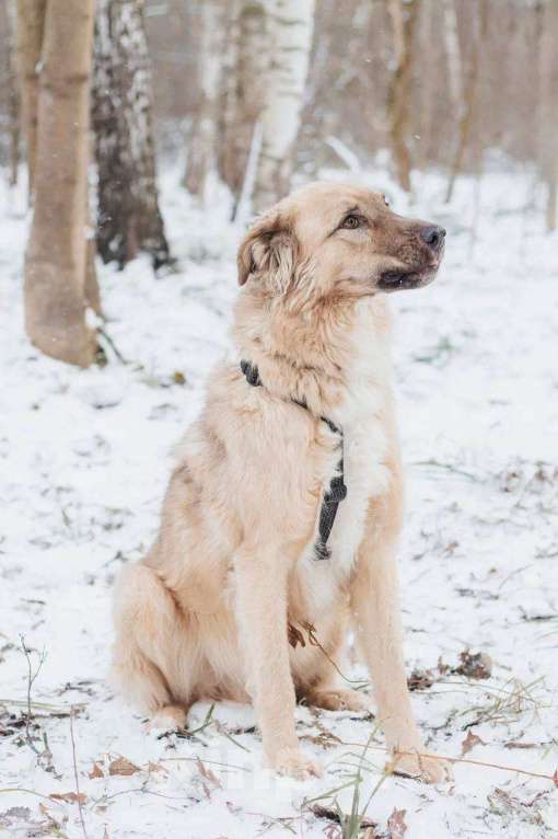 Собаки в Москве: Саймон ищет дом Мальчик, Бесплатно - фото 2