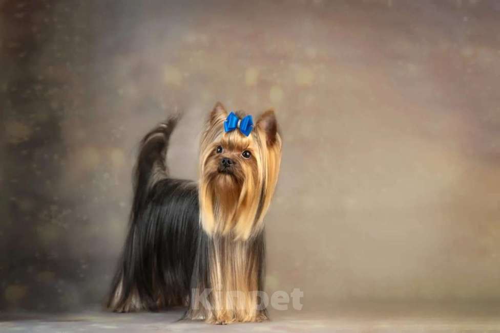 Собаки в Барнауле: Йоркширский терьер Разнополые, 50 000 руб. - фото 3