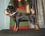 Собаки в Пскове: Девочки пти брабансон Девочка, 55 000 руб. - фото 1