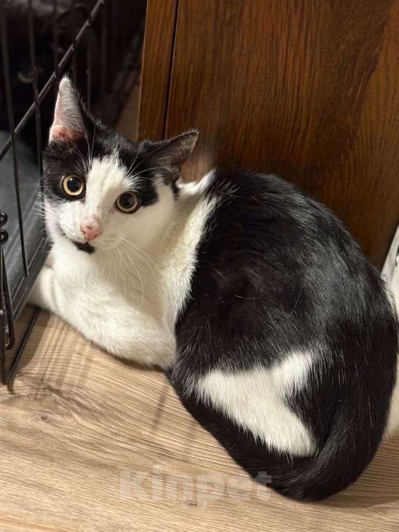 Кошки в Москве: Котик Мишенька ищет дом! Мальчик, Бесплатно - фото 5