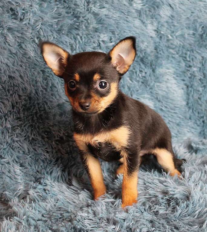 Собаки в Москве: Девочка русский той Девочка, 35 000 руб. - фото 3