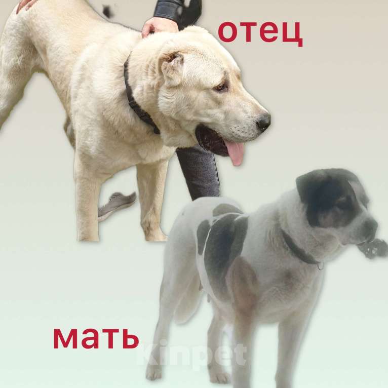 Собаки в Медвежьегорске: Продам щенков Мальчик, Бесплатно - фото 3