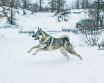 Собаки в Нарьяне-Маре: Кобель западно сибирской лайки, 3 года, на вязку. Мальчик, 1 руб. - фото 1