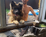 Собаки в Барнауле: Вязка, 3 500 руб. - фото 1