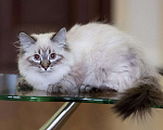 Кошки в Астрахани: Невские маскарадные котята, 35 000 руб. - фото 3