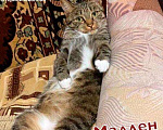 Кошки в Полярном: Кошка стерилизованная, Бесплатно - фото 6