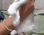 Кошки в Заволжье: Отдам в добрые руки, 10 руб. - фото 6