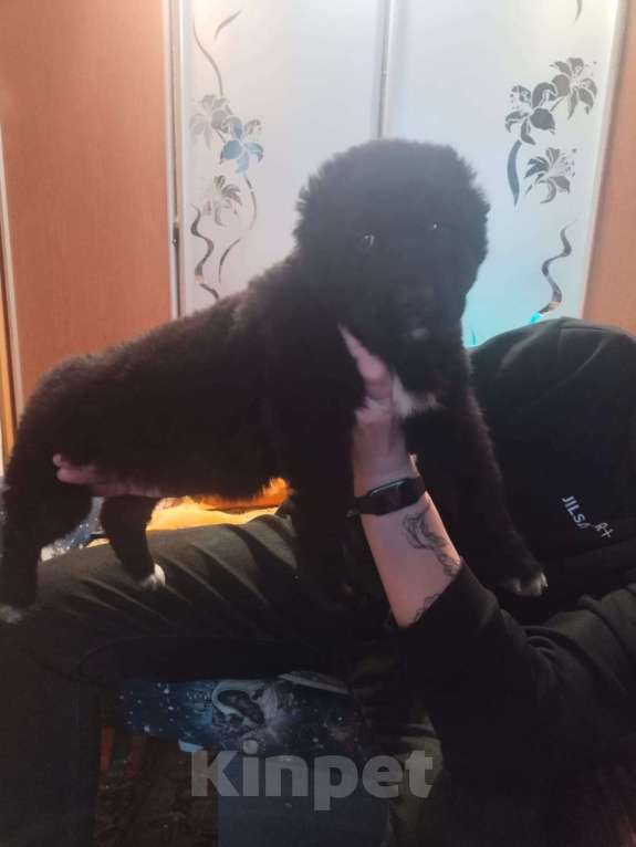 Собаки в Барнауле: Девочка сао Девочка, 20 000 руб. - фото 5