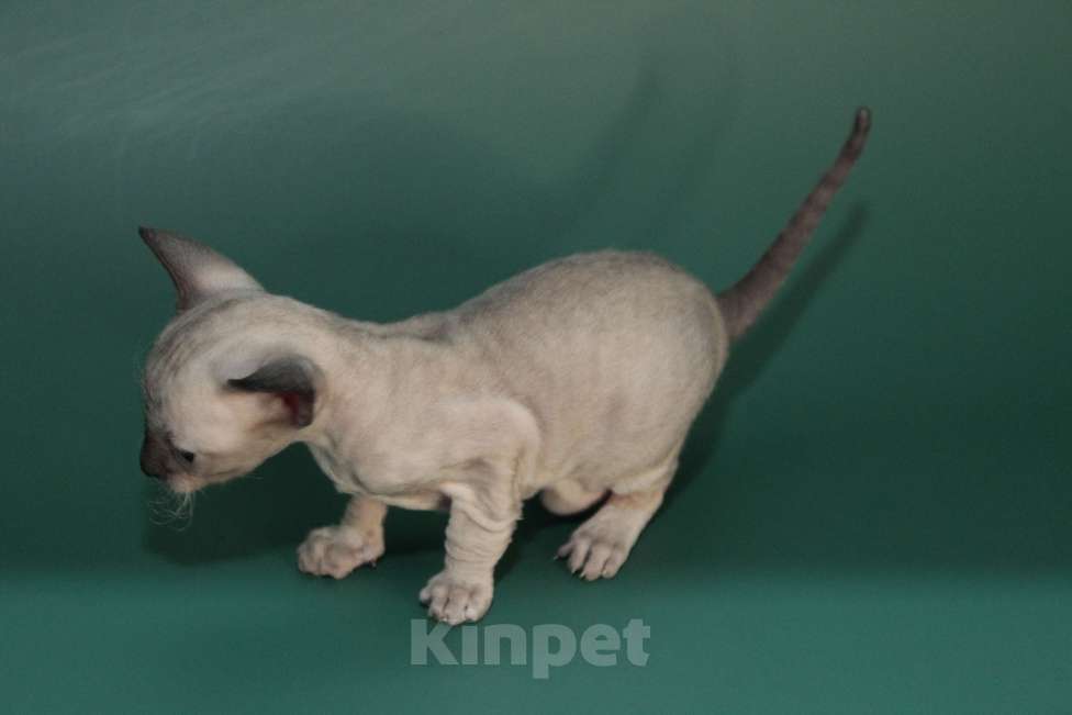 Кошки в Москве: Набира-ваше будущее счастье Девочка, 80 000 руб. - фото 3