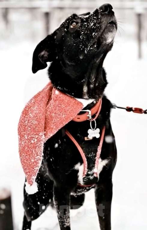 Собаки в Москве: Чудесный Мартин ищет лучшую семью Мальчик, 100 руб. - фото 7