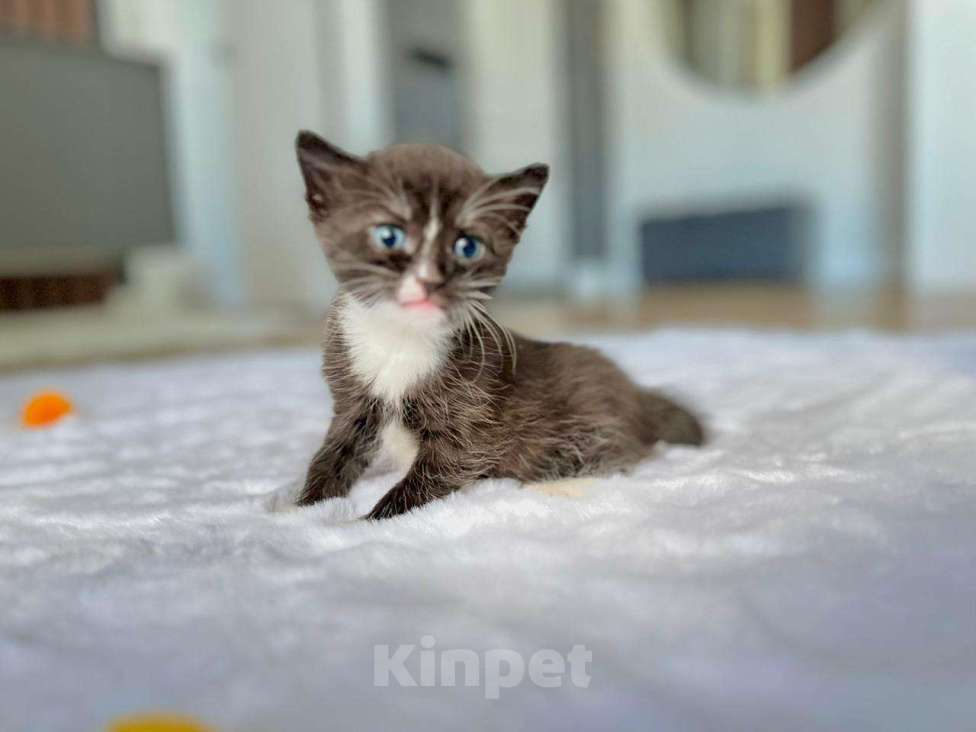 Кошки в Химках: Котенок в добрые руки Мальчик, Бесплатно - фото 1