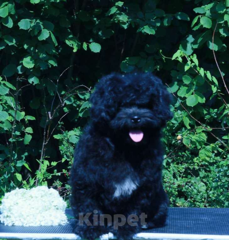 Собаки в Москве: мальтипу Ф1 щенки девочки Девочка, 90 000 руб. - фото 5