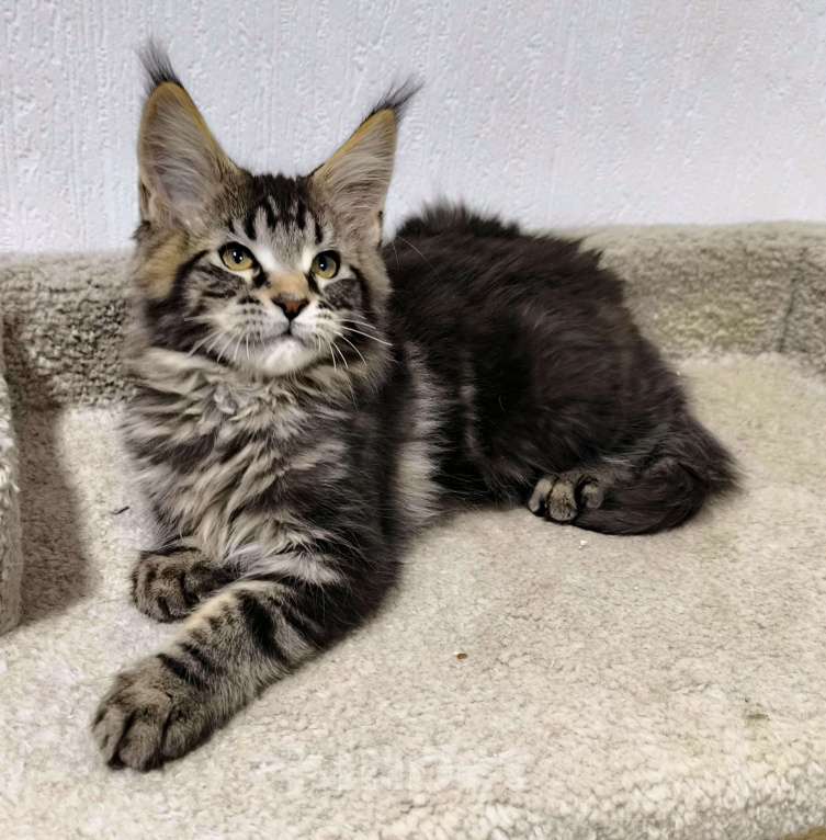 Кошки в Санкт-Петербурге: Кот мейн-кун Мальчик, 65 000 руб. - фото 5