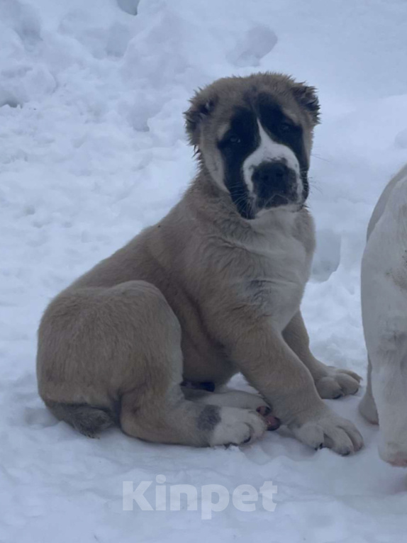 Собаки в Москве: среднеазиатская овчарка, щенок, алабай Мальчик, Бесплатно - фото 2