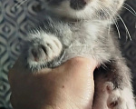 Кошки в Белово: Котёнок в добрые руки Девочка, Бесплатно - фото 6