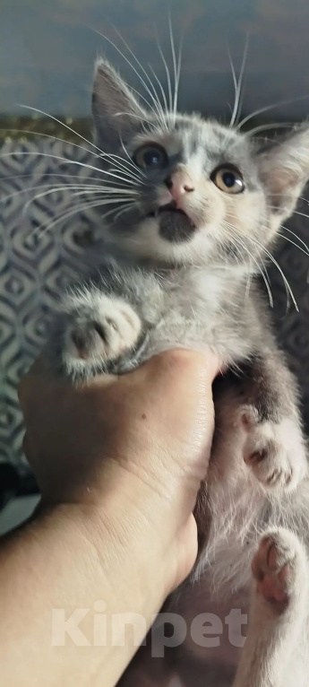 Кошки в Белово: Котёнок в добрые руки Девочка, Бесплатно - фото 6