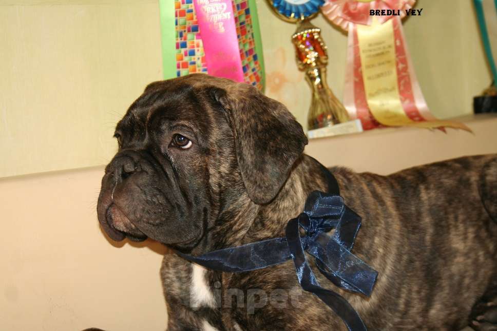 Собаки в Москве: Продается щенок бульмастифа тигрового окраса Мальчик, 80 000 руб. - фото 1