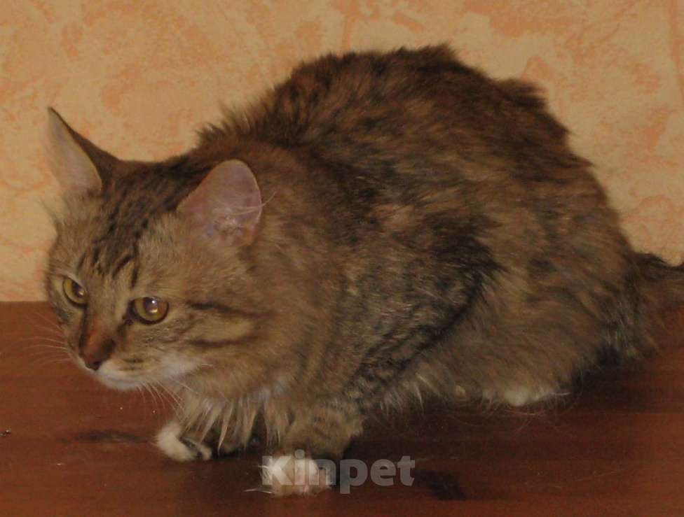 Кошки в Москве: Отдам кота Мальчик, Бесплатно - фото 1