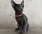 Кошки в Москве: Шикарная ориентальная малышка Девочка, 60 000 руб. - фото 4