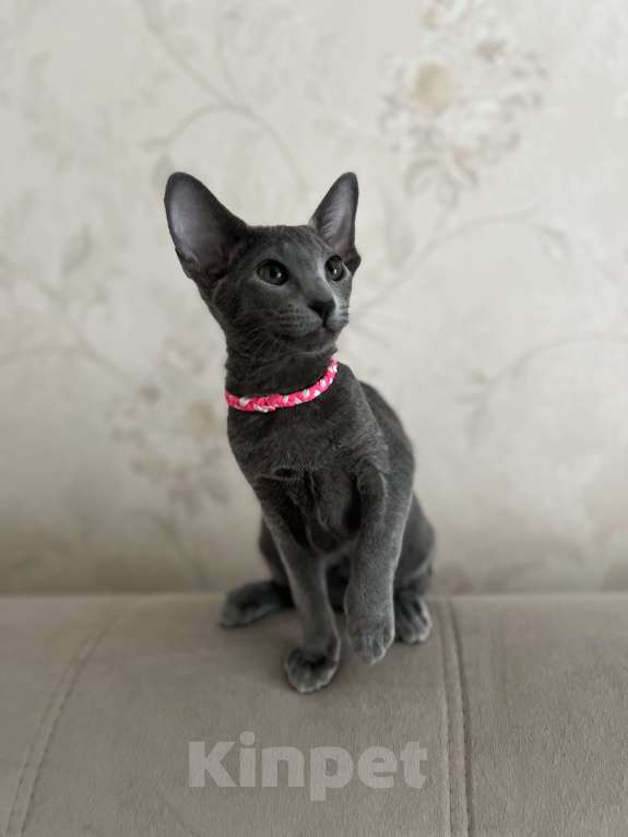 Кошки в Москве: Шикарная ориентальная малышка Девочка, 60 000 руб. - фото 4