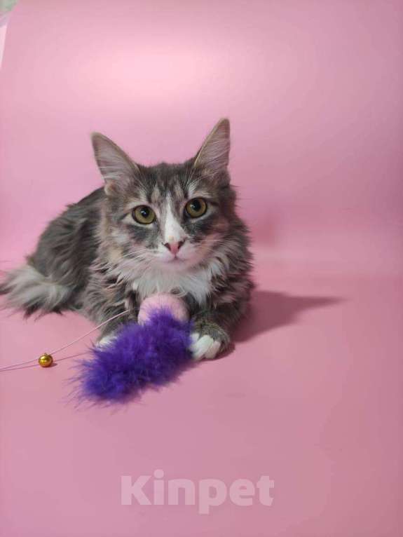 Кошки в Москве: кошечка  Девочка, Бесплатно - фото 2