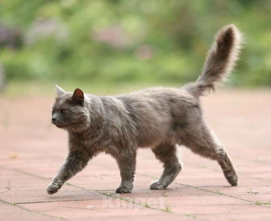 Кошки в Москве: Шикарный Дымок - метис нибелунга (1,5 г.) в дар Мальчик, Бесплатно - фото 2