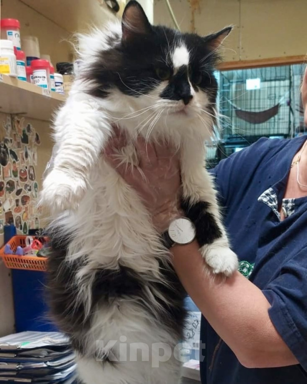 Кошки в Москве: Шикарный кот Толстопуз в дар Мальчик, Бесплатно - фото 4