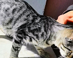Кошки в Уфе: Котенок в добрые руки, мальчик, 2 месяца Мальчик, Бесплатно - фото 2