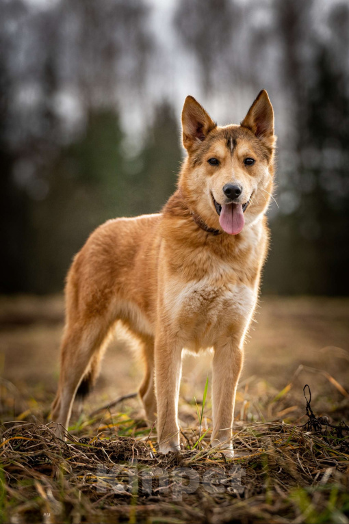 Собаки в Клине: Рико — пёс, созданный для людей Мальчик, Бесплатно - фото 3