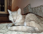 Кошки в Санкт-Петербурге: Кот или кошечка, рыжее животное Девочка, Бесплатно - фото 10