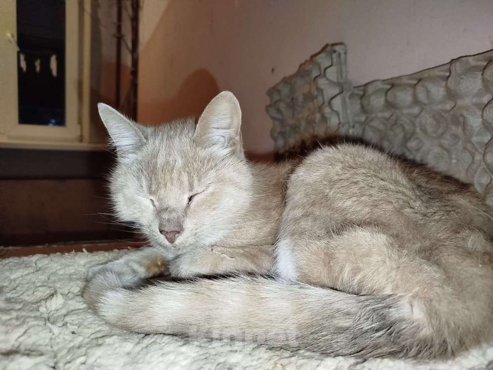 Кошки в Санкт-Петербурге: Кот или кошечка, рыжее животное Девочка, Бесплатно - фото 10