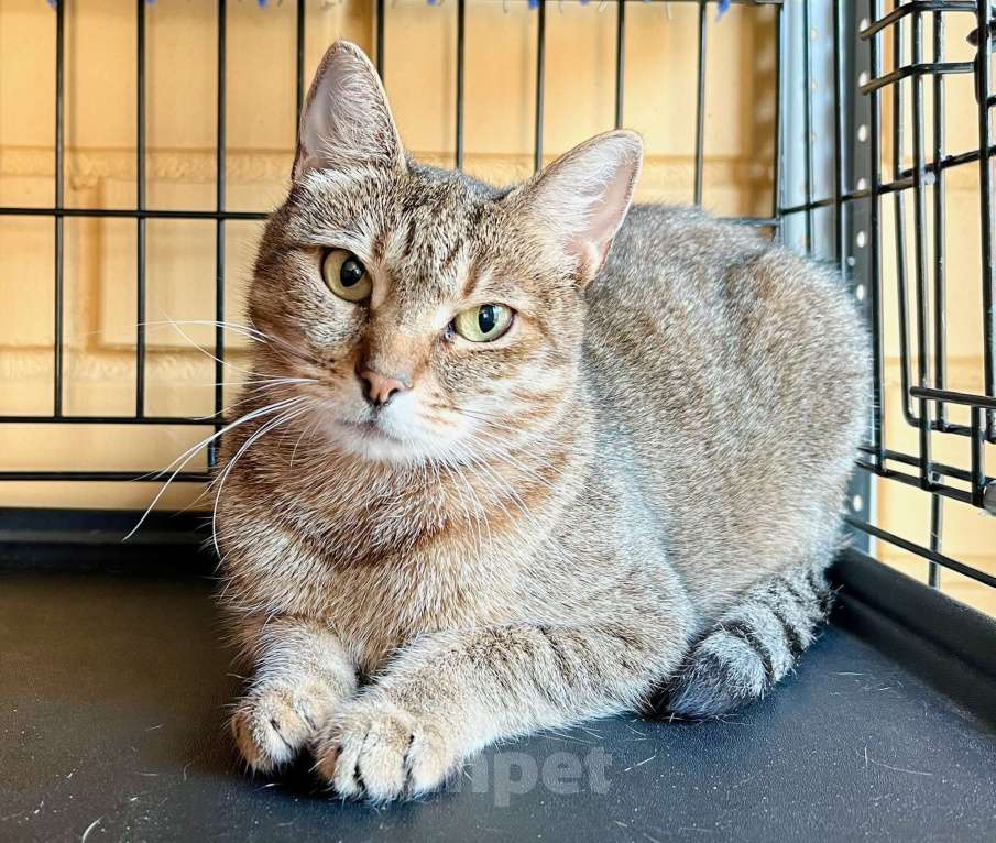 Кошки в Москве: Застенчивая кошечка Рэйчел в дар добрым людям Девочка, Бесплатно - фото 1