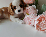 Собаки в других городах Московской области: Девочка кавалер Кинг Чарльз спаниель Девочка, 130 000 руб. - фото 7