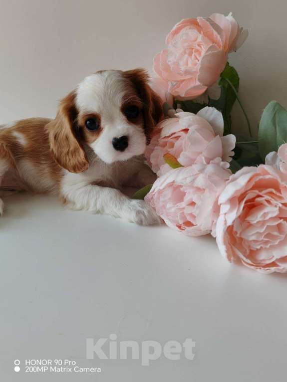 Собаки в других городах Московской области: Девочка кавалер Кинг Чарльз спаниель Девочка, 130 000 руб. - фото 7