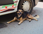 Собаки в Москве: ФИФОЧКА Девочка, Бесплатно - фото 3