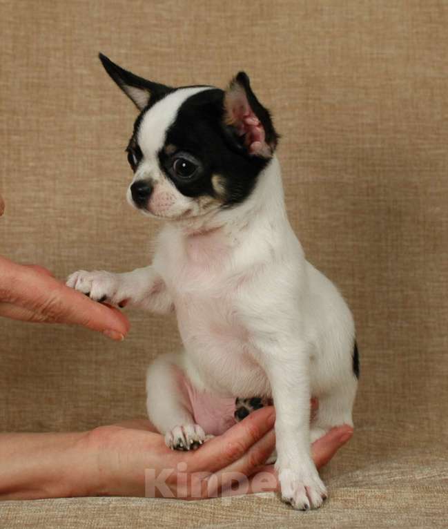 Собаки в Москве: Чихуахуа мальчишка Мальчик, 20 000 руб. - фото 6