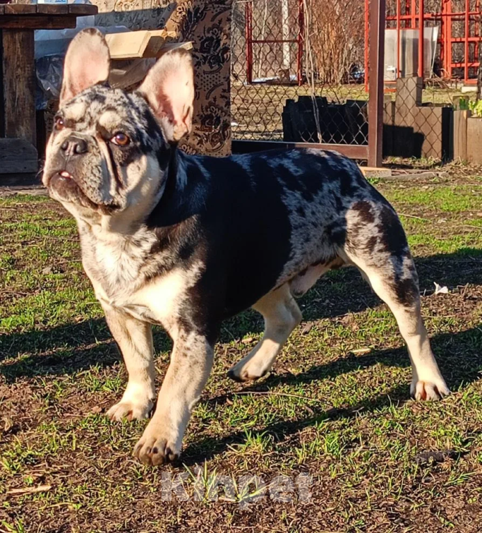 Собаки в Санкт-Петербурге: Мраморный подрощенный щенок французского бульдога Мальчик, 65 000 руб. - фото 5
