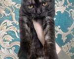 Кошки в Москве: Британский котик Мальчик, 17 000 руб. - фото 2