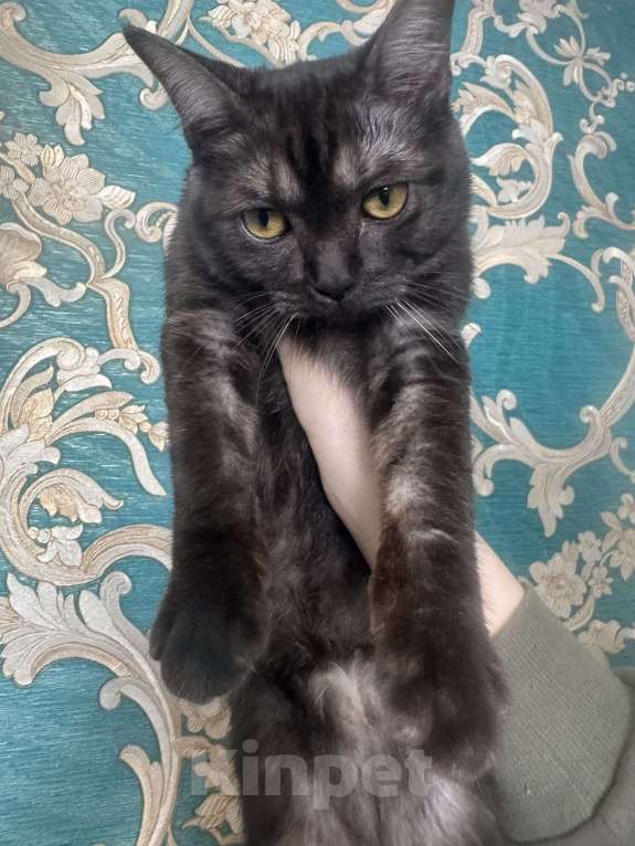 Кошки в Москве: Британский котик Мальчик, 17 000 руб. - фото 2