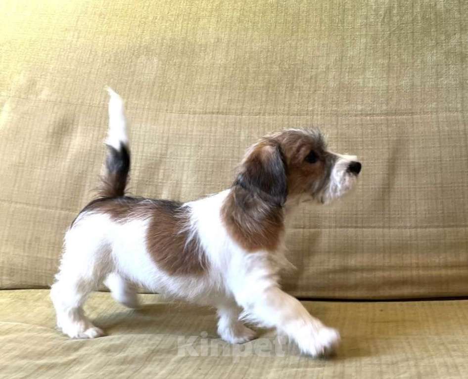 Собаки в Ростове-на-Дону: Щенки жесткошерстного Джек Рассел терьера, 3 месяца Мальчик, 40 000 руб. - фото 1