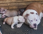 Собаки в Красноярске: Булли- Малыши Разнополые, 80 000 руб. - фото 1