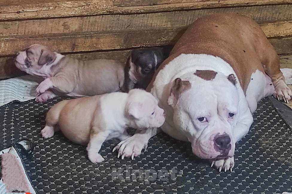 Собаки в Красноярске: Булли- Малыши Разнополые, 80 000 руб. - фото 1